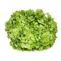 Salade feuille chêne blonde