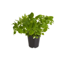 Menthe Fraîche Gros Pot